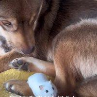 ハムスターを見つめる保護犬