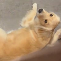 ゴル