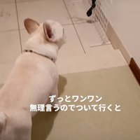 玄関に到着した犬