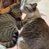 いつも一緒の先住猫コンビ