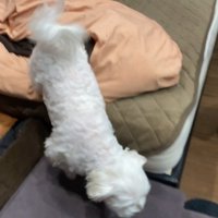 ナナくんとパパさんの再会3