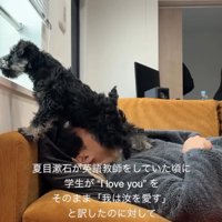 窓の外を覗く犬1