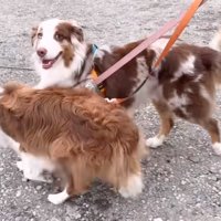 笑顔のガルチェロくん