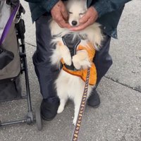 犬の顔を両手で包んで撫でる老年男性