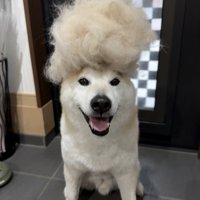 ニコニコ