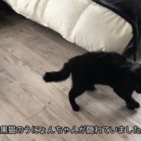 黒猫・うにょんちゃん登場