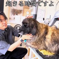 起こされる大型犬