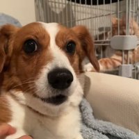 「ほら！チョイチョイしてくるでしょ？」