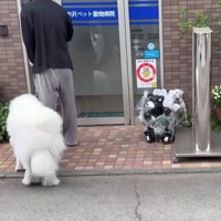 再び病院の前に戻された犬