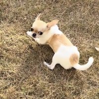 芝生から振り返る犬