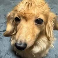 ヘアセットされたピースちゃん