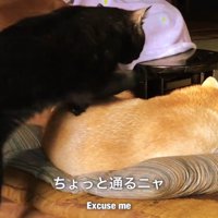 わざわざ踏んづけて移動！