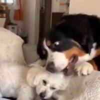 くつろいでいる小型犬に頭を乗せる大型犬