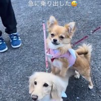 散歩中の小型犬たち