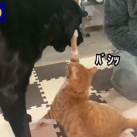 コウくんもパンチをお見舞い！