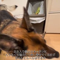 キッチンに入りたいダズくん＆ベネッタちゃん8