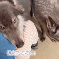 足の間に収まるウルフドッグ