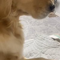 撫でてアピールをするメルちゃん