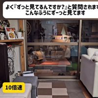 ソファの上でテレビを見る犬