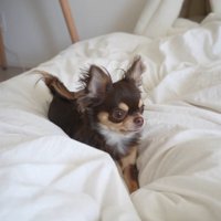 結局おもちゃを譲ってくれたうにちゃん