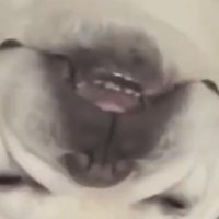 歯を見せながら眠る犬