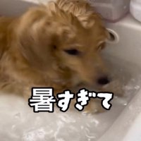 顔を浸ける犬