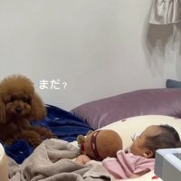不思議そうに飼い主をふり返る犬