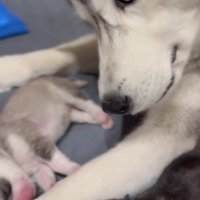 「この子、どうしたの？」