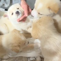 寄り添い合う4匹の子犬