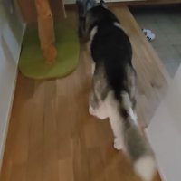 前を歩く大型犬