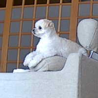 ソファに座る犬2