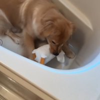 浴槽の中の大型犬