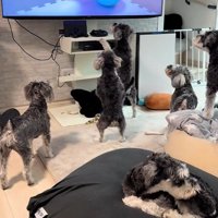 再びテレビの前に大集合！