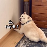 振り返る犬