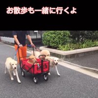 ドッグカートでお散歩