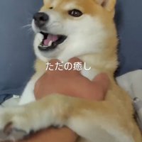 幸せいっぱいのふわちゃん