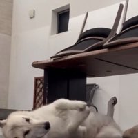 もっと撫でてほしいナオちゃん