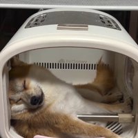 堂々たる姿にクスッ♪