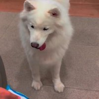 おもちゃをポイッと投げると…