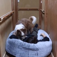 おやつを探すベルくん