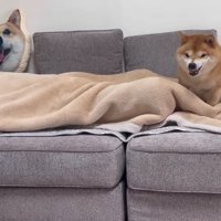 ほのちゃんに怒るうにくん