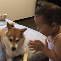 犬の顔の前で手拍子