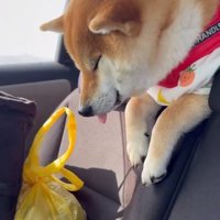 後部座席で眠るむぎさん