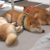 仲良く並んでお昼寝♪