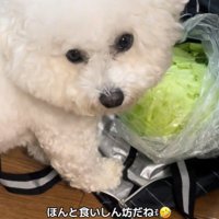 おから君の行動6