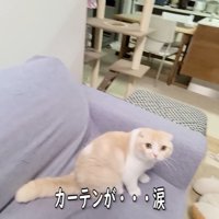 犯人のじゅんちゃん