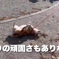 頑固なところもあるけれど…