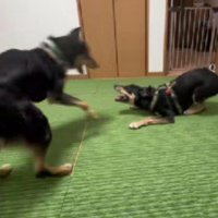 ミラちゃんとサイガくん