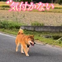 歩く犬2