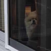 出かける飼い主さんを窓越しに見つめる犬アップ